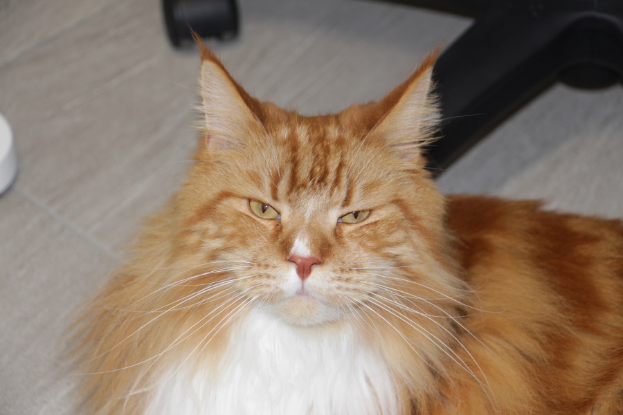 Miro - Maine Coon Kater