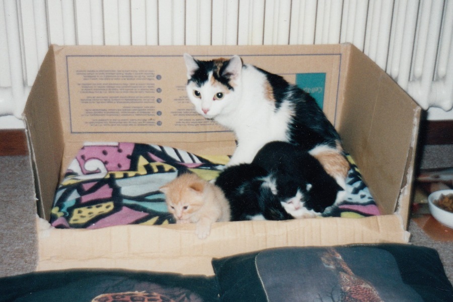 Mary mit ihren Jungs (2002)